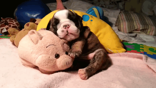 bulldog-inglese-cucciolo.gif
