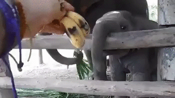 elefantino-tenero-banana