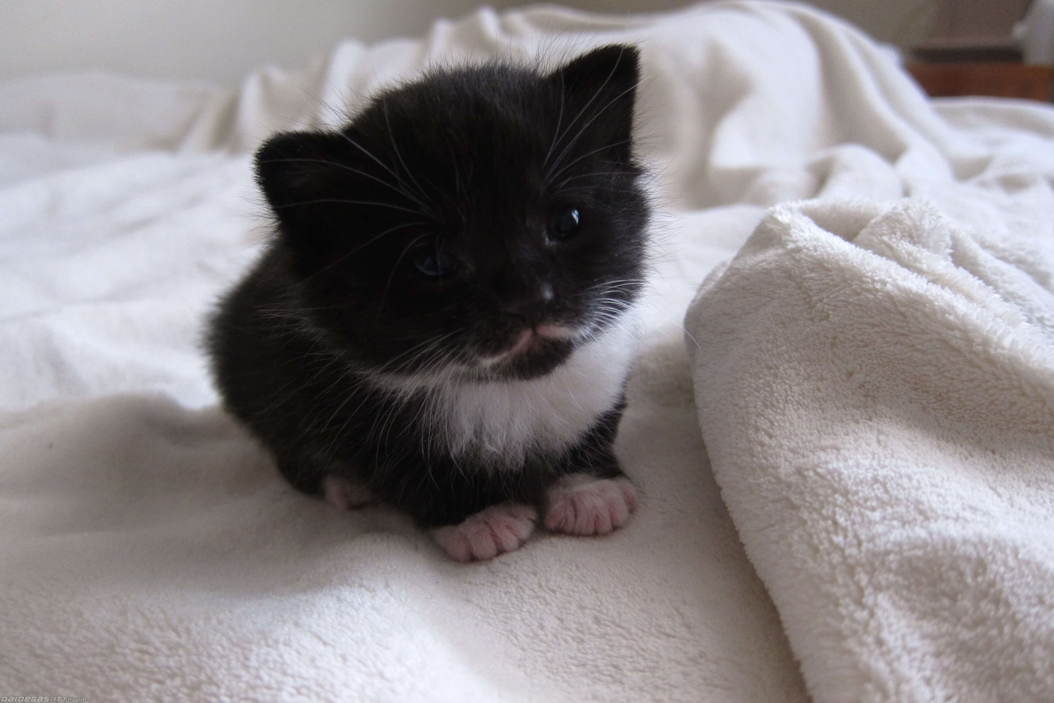 Маленький черный белый котенок. Маленький котенок. Милый чёрный котик. Котенок черно-белый. Маленькие котята пушистые.