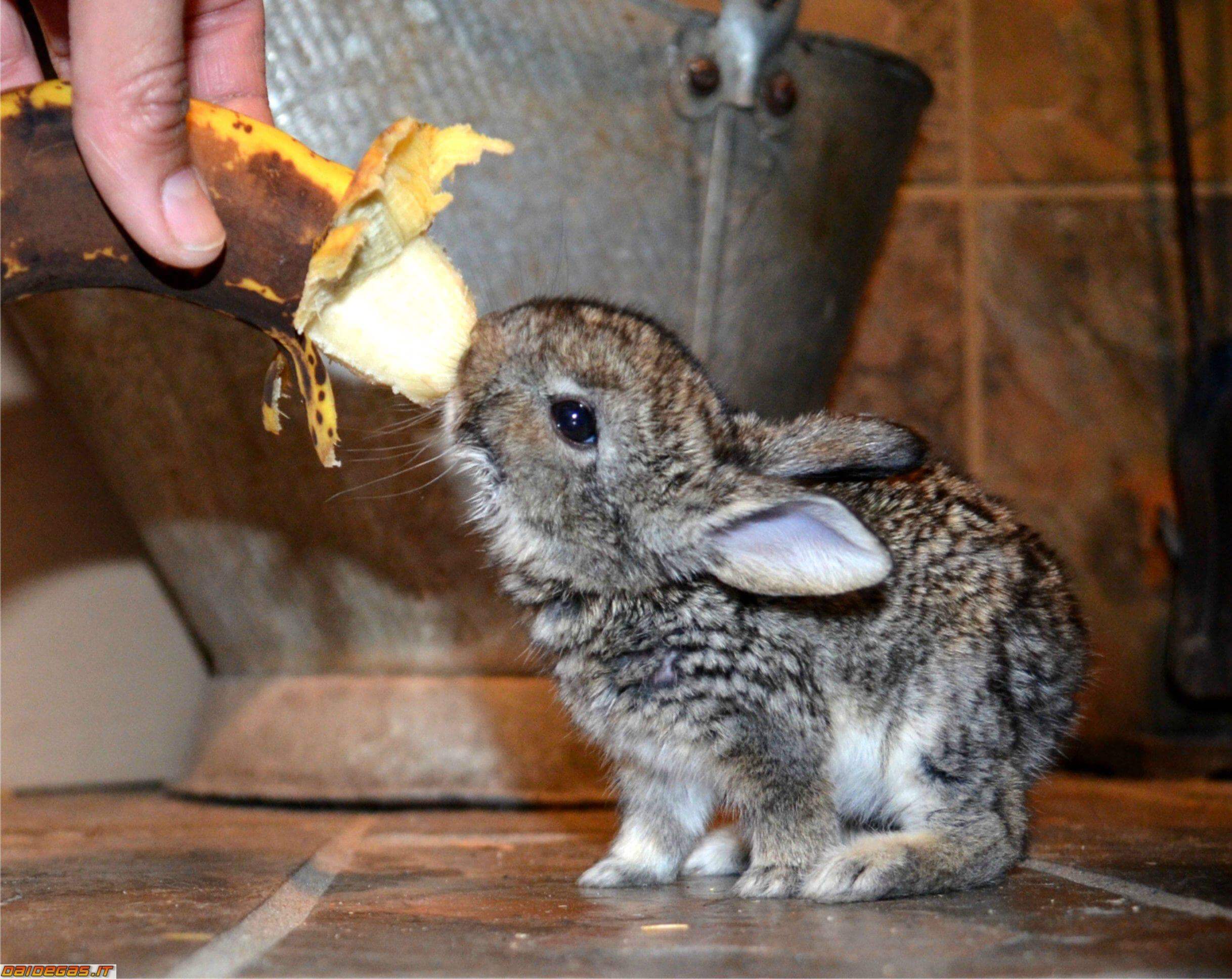 Заяц грызет кору деревьев. Зайцы питаются мышами. Соболь охотится на зайца. Уходи заяц. Зайцы едят мышей.