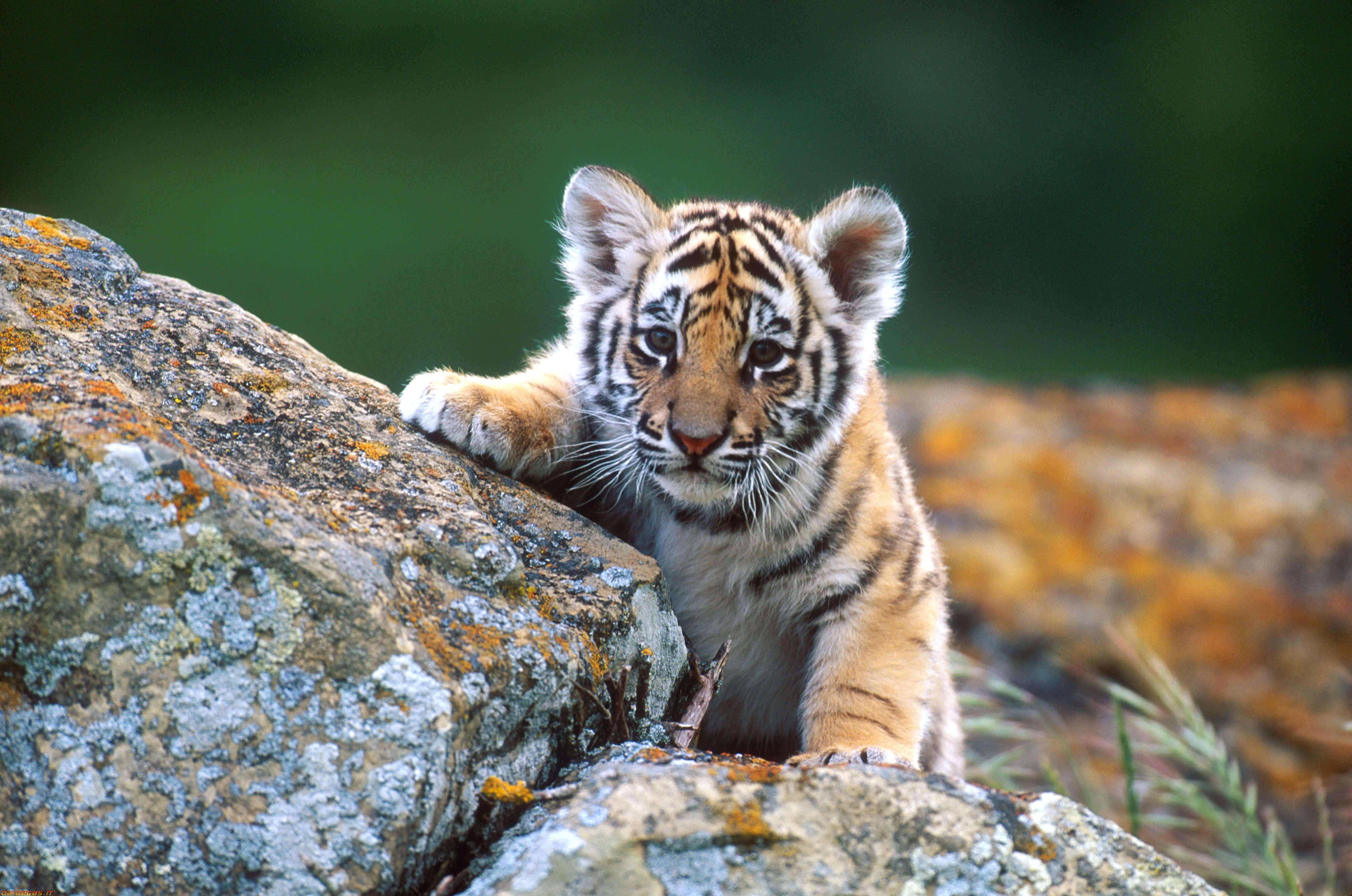 Big jpg image. Тайгер тигр. Тигренок. Красивый тигр. Маленький тигр.